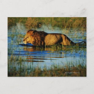 Okavango Delta, Botswana 3 Postcard
