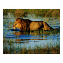 Okavango Delta, Botswana 3