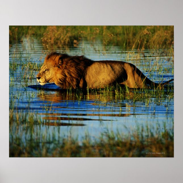 Okavango Delta, Botswana 3 Poster (Front)