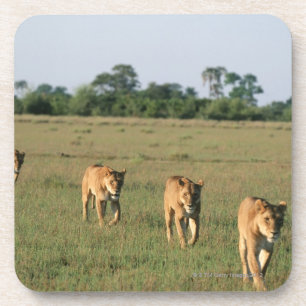 Okavango Delta, Botswana 4 Coaster