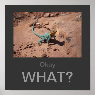 Okay, What? Collared Lizard poster