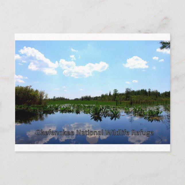 Okefenokee National Wildlife Refuge Postcard (Front)
