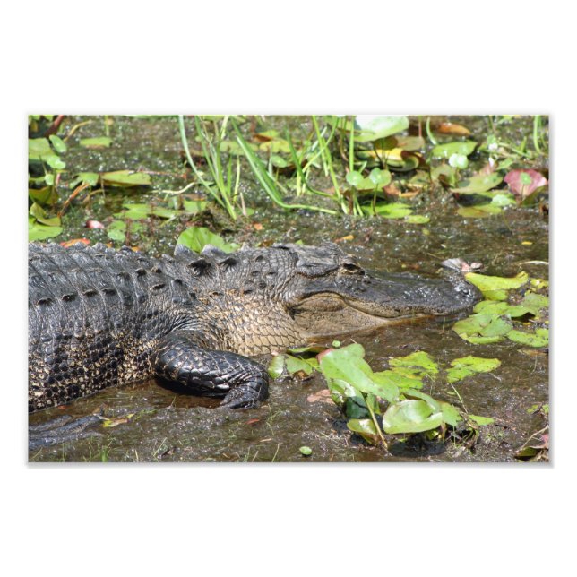Okefenokee Swamp Park Alligator Photo Print (Front)