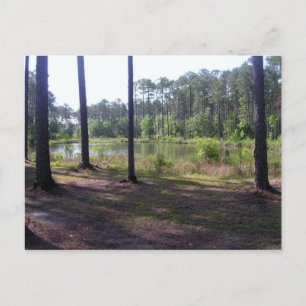 "OKEFENOKEE SWAMP PARK" POSTCARD