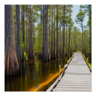 Okefenokee Swamp  Poster