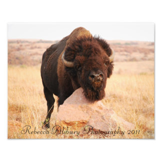 Oklahoma Bison, Rebecca Alsbury Photography 2011 Photo Print