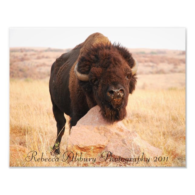 Oklahoma Bison, Rebecca Alsbury Photography 2011 Photo Print (Front)