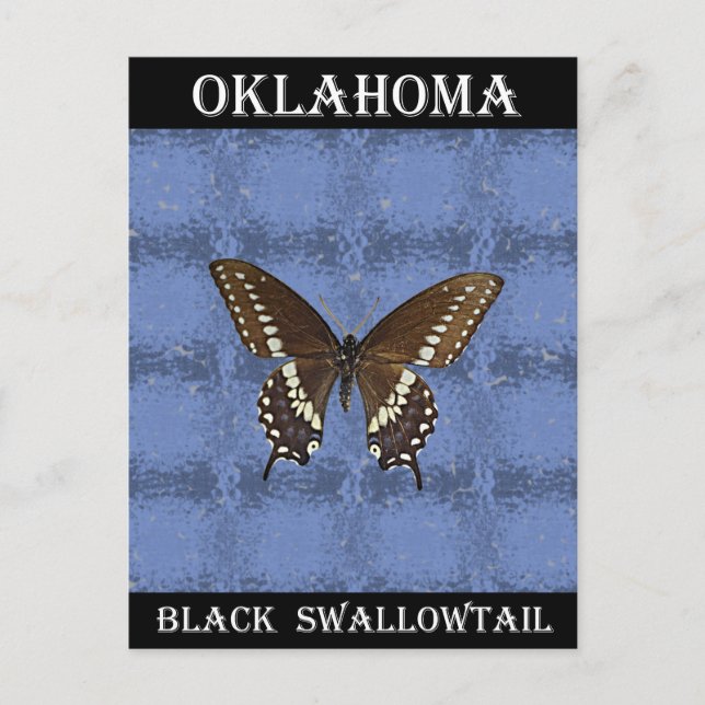 Oklahoma Black Swallowtail Butterfly Postcard (Front)