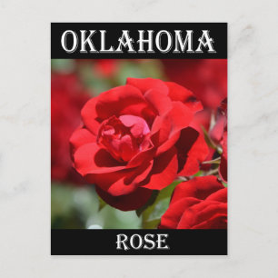 Oklahoma Rose Postcard