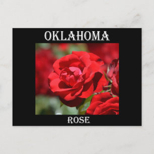 Oklahoma Rose Postcard
