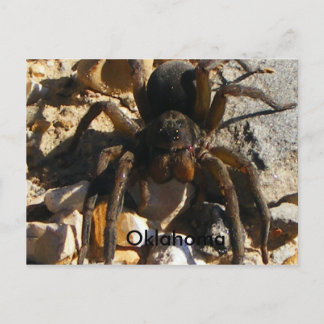 Oklahoma,Spider Postcard