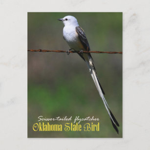 Oklahoma State Bird: Scissor-tailed Flycatcher Postcard