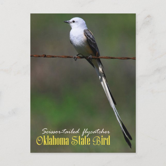 Oklahoma State Bird: Scissor-tailed Flycatcher Postcard (Front)