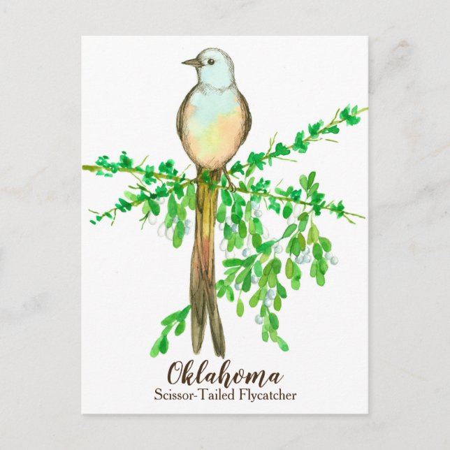 Oklahoma State Bird Scissor Tailed Flycatcher Postcard (Front)