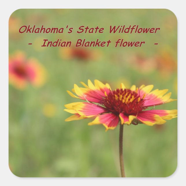 Oklahoma State Flower Stickers (Front)