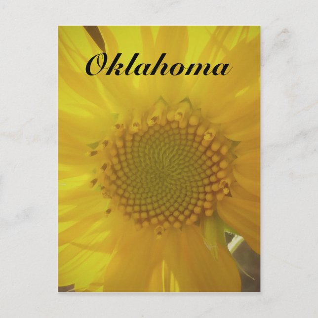 Oklahoma Sunflower Postcard (Front)