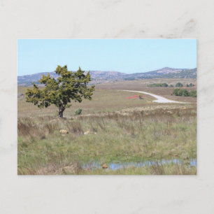 Oklahoma's Witchita Wild Life Refuge Postcard