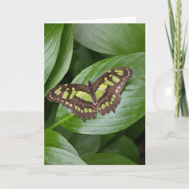 Olbrich Butterfly 2 Card (Front)