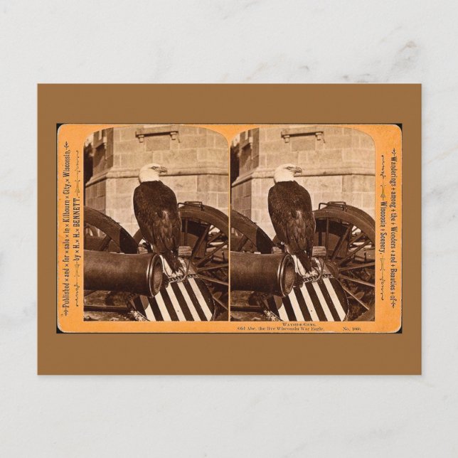 Old Abe, The Wisconsin War Eagle- Stereoview Postcard (Front)