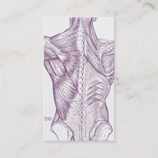 Old anatomy art muscles of the back purple (1890) business card (Front)
