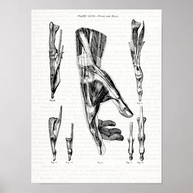 Old Anatomy Art Muscles of the Hand and Wrist Poster | Zazzle