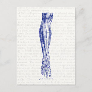 Old anatomy drawing muscles of the leg blue postcard
