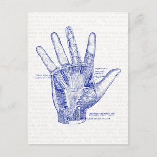 Old Anatomy Drawing Palm of the Hand Postcard