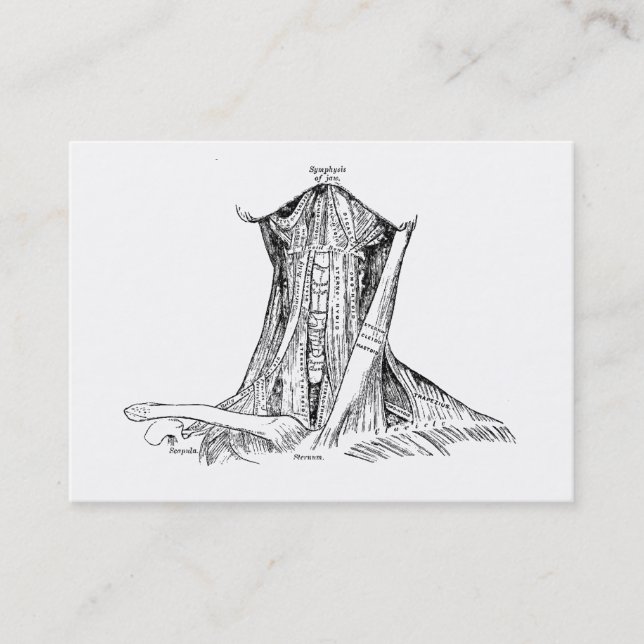 Old Anatomy Illustration Muscles Of The Neck Business Card (Front)