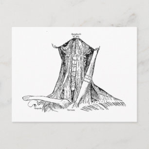 Old Anatomy Illustration Muscles Of The Neck Postcard