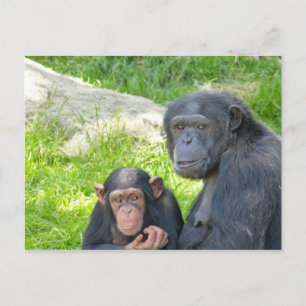 Old and Young Chimpanzee - Postcard