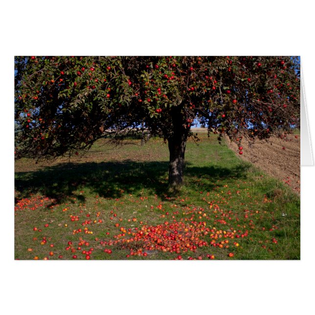 Old Apple Tree (Front Horizontal)