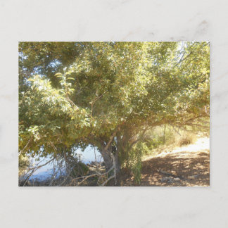 Old Apple Tree Bush Western Australia Postcard