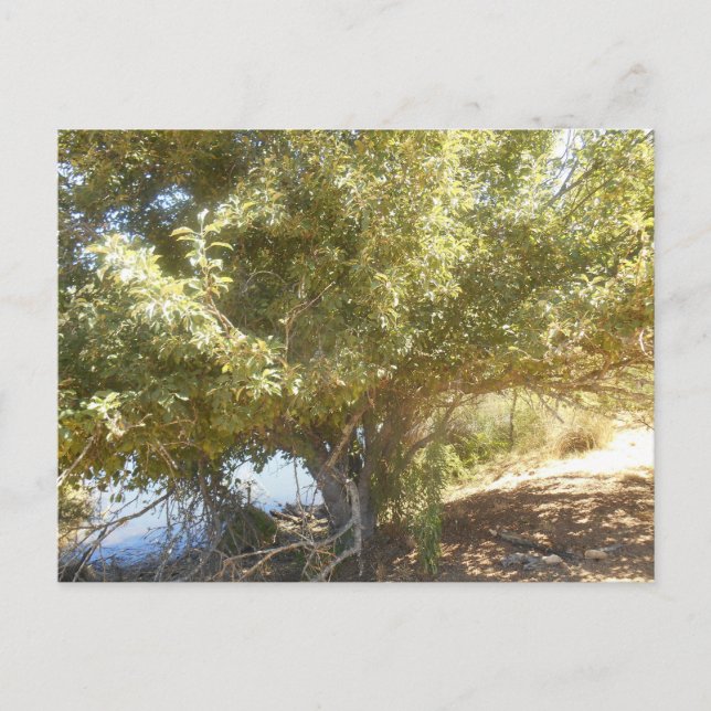 Old Apple Tree Bush Western Australia Postcard (Front)