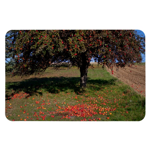 Old Apple Tree Magnet (Horizontal)