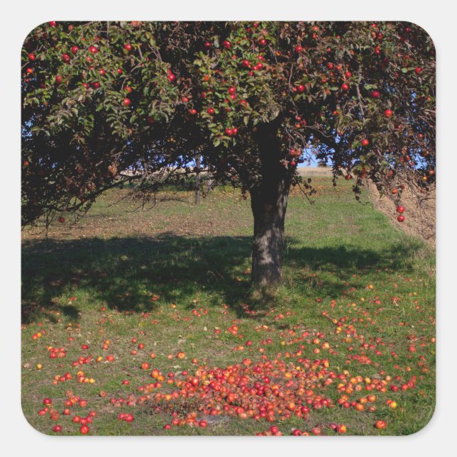 Old Apple Tree Square Sticker (Front)