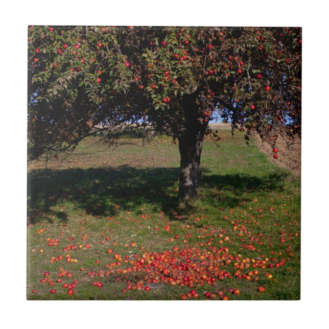 Old Apple Tree Tile (Front)