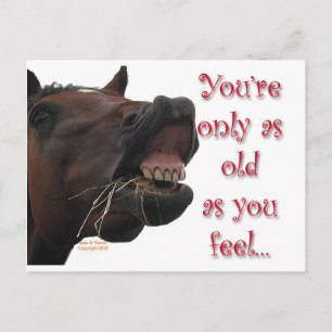 Old as You feel funny horse Postcard