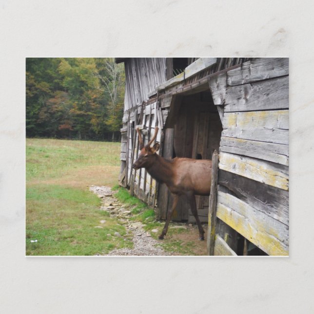 Old Barn, Elk with Velvet Antlers Postcard (Front)