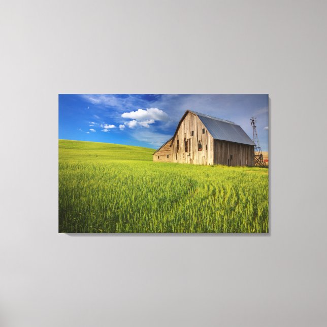 Old Barn in Field of Spring Wheat Canvas Print (Front)