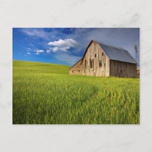 Old Barn in Field of Spring Wheat Postcard