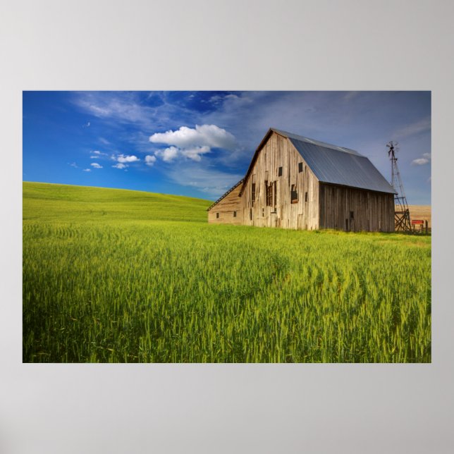 Old Barn in Field of Spring Wheat Poster (Front)
