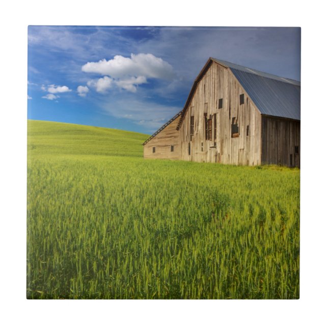 Old Barn in Field of Spring Wheat Tile (Front)