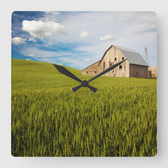 Old Barn Surrounded by Spring Wheat Field 2 Square Wall Clock (Front)