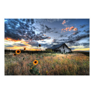 Old Barn with Sunflowers at Sunset - Hi Res Photo Print