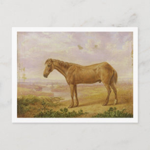 Old Billy, a Draught Horse, Aged 62 (oil on panel) Postcard