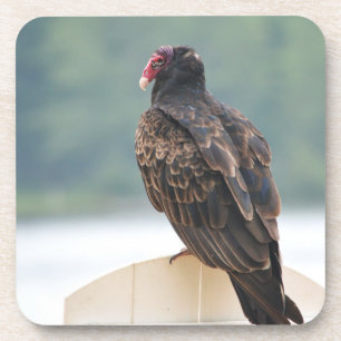 Old Buzzard  Plastic Coaster