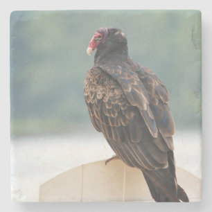 Old Buzzard  Stone Coaster