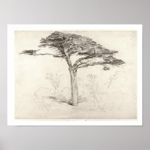 Old Cedar Tree in Botanic Garden, Chelsea, 1854 (p Poster
