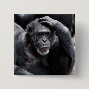 Old Chimpanzee button