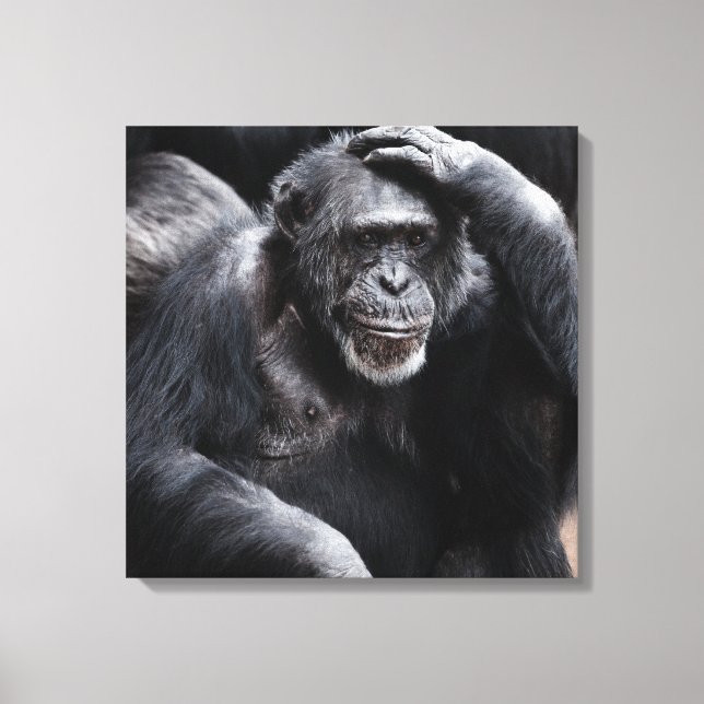 Old Chimpanzee canvas print (Front)